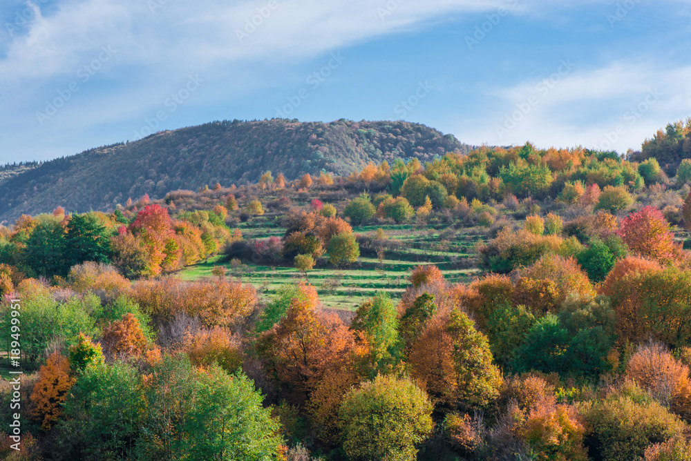 Vibrant colored trees at mountainside in late autumn. Beautiful, colorful nature background