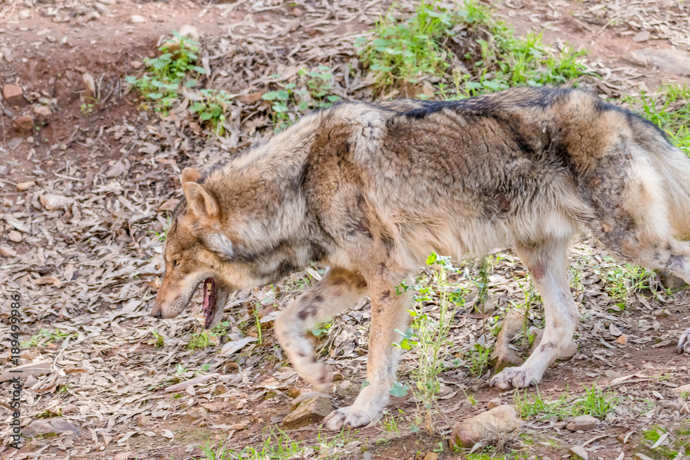 Grey Wolf (Canis lupus) in the nature Grey Wolf (Canis lupus) in the nature