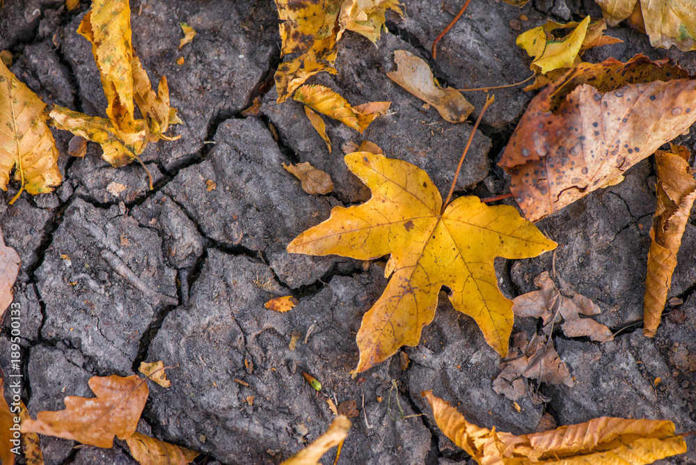 Abstract, blurry image of first colored autumn leaves of a maple tree fallen on dry broken dirt land. Beautiful, colorful, golden autumn background Abstract, blurry image of first colored autumn leaves of a maple tree fallen on dry broken dirt land. Beautiful, colorful, golden autumn background