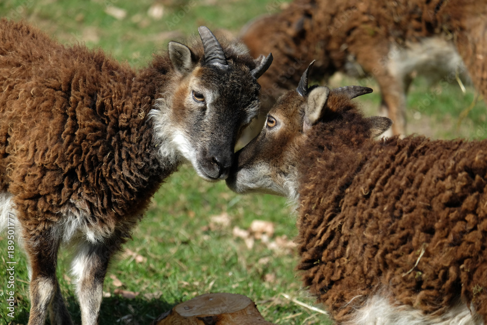 Fototapeta premium Soayschafe