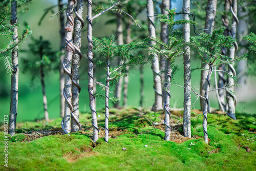 Bonsai trees and green moss in Japanese garden. Small  beautiful  miniature forest