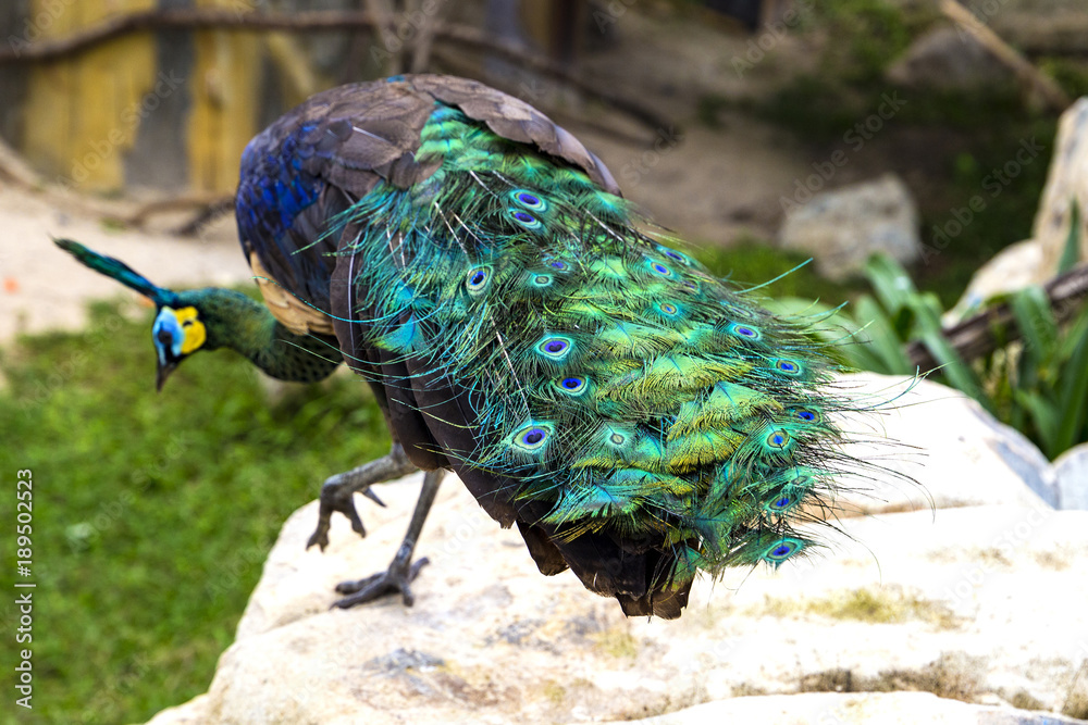 Obraz premium close up tail of beautiful peacock with stones and green plants on the background