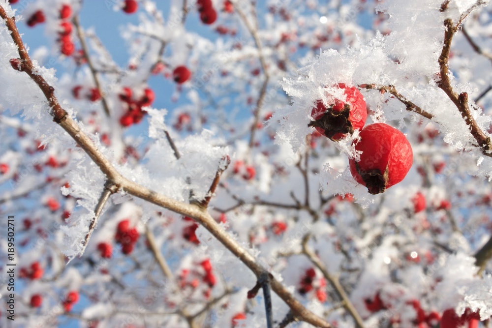 The red hawthorn berries on a branch on blue sky background. Winter. The red hawthorn berries on a branch on blue sky background. Winter.
