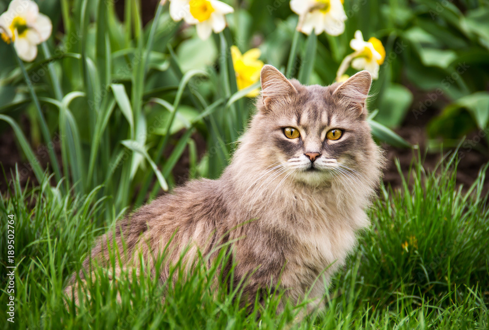 Street cat in flower bed. Gray fluffy cat is sitting in the green grass.