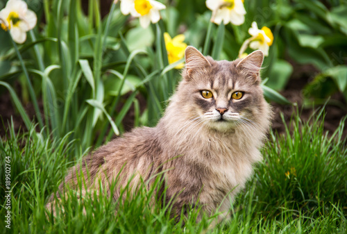Obraz na płótnie Street cat in flower bed. Gray fluffy cat is sitting in the green grass. w salonie