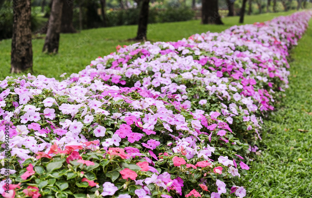 Pink flowers in the garden