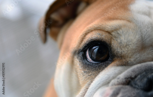 Bulldog looking at you 