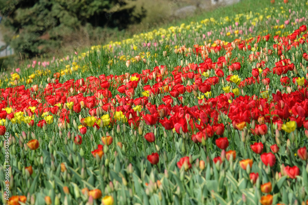 Blütenmeer im Frühling