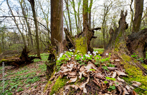 Szczawik zajęczy kwitnący na pniach martwego drzewa w rezerwacie
