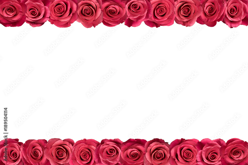 Pink roses arranged in two lines. White background.