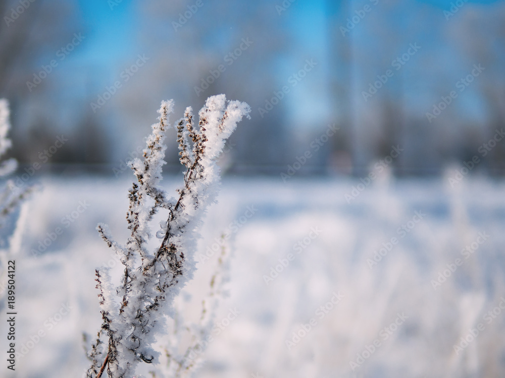 The frozen stalks of grass in snow and frost