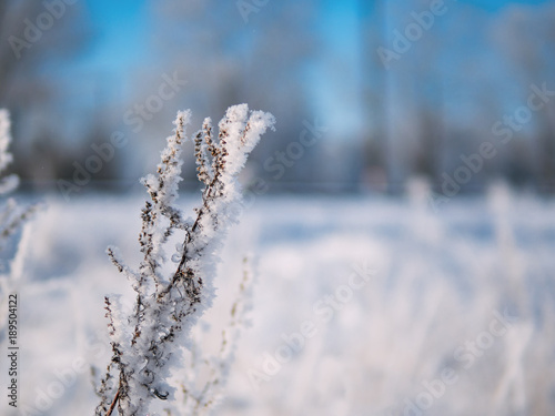 The frozen stalks of grass in snow and frost © pavelkant
