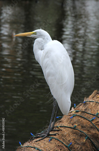 Heron Closeuup photo