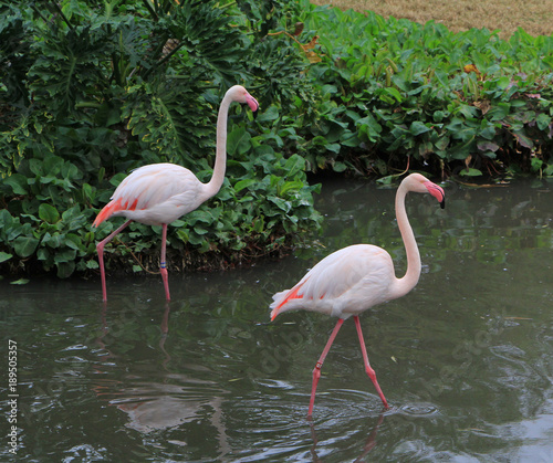 Flamingo water