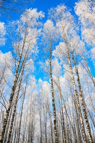 beautiful snowy winter landscape