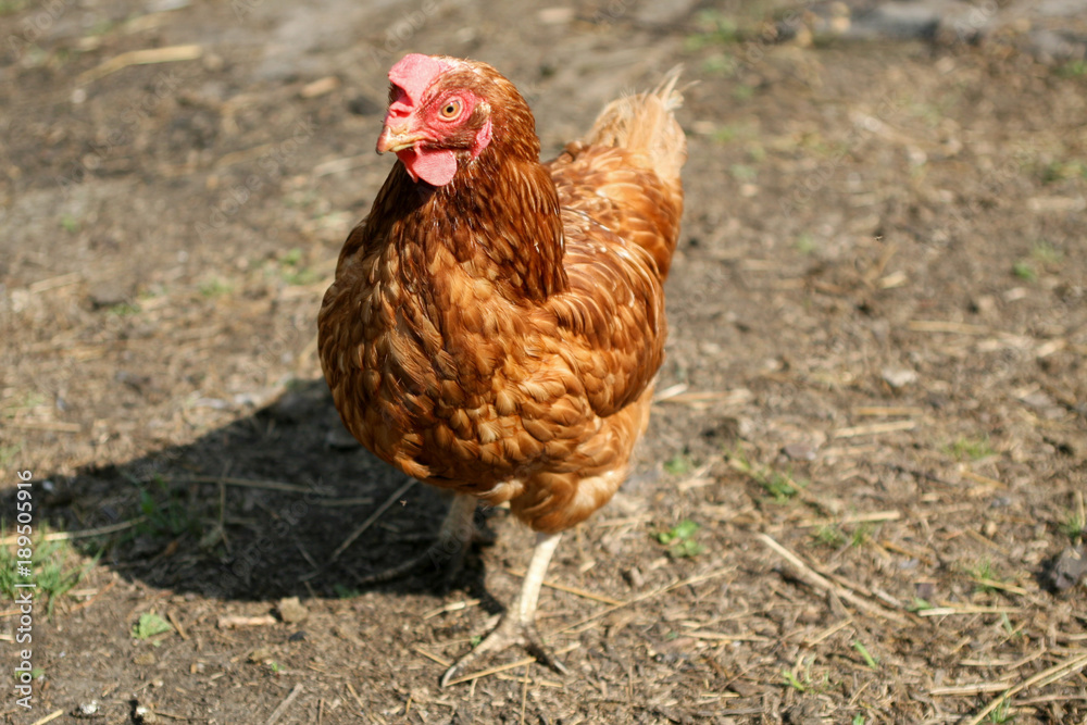 Sunny summer day. A brown chicken on the ground, covered with hay, stands on the spot and looks into the camera.