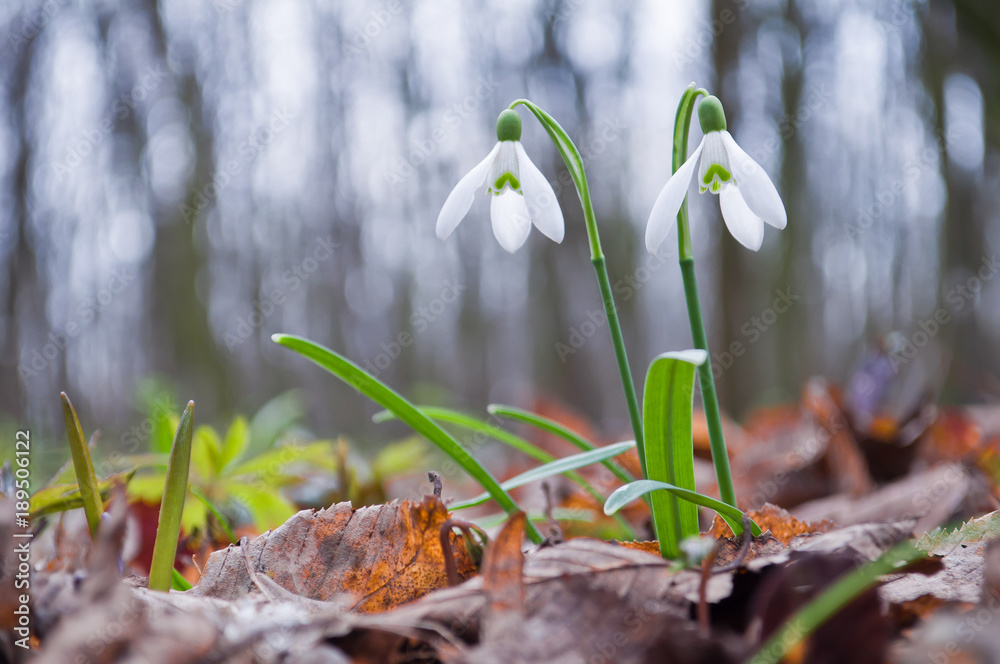Beautiful white snowdrops growing in the forest Beautiful white snowdrops growing in the forest