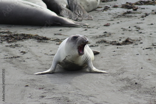 Colony of Elephant Seals at the Pacific Ocean -- USA  