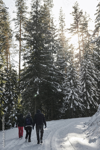 Three friend hiking together in winter forest through snowy road.