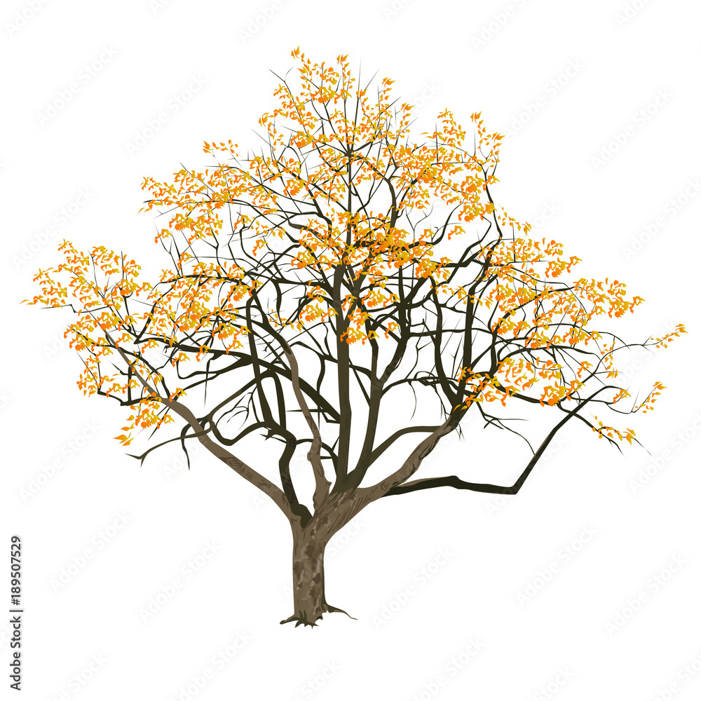 Obraz premium Tree with yellow leaves in the fall