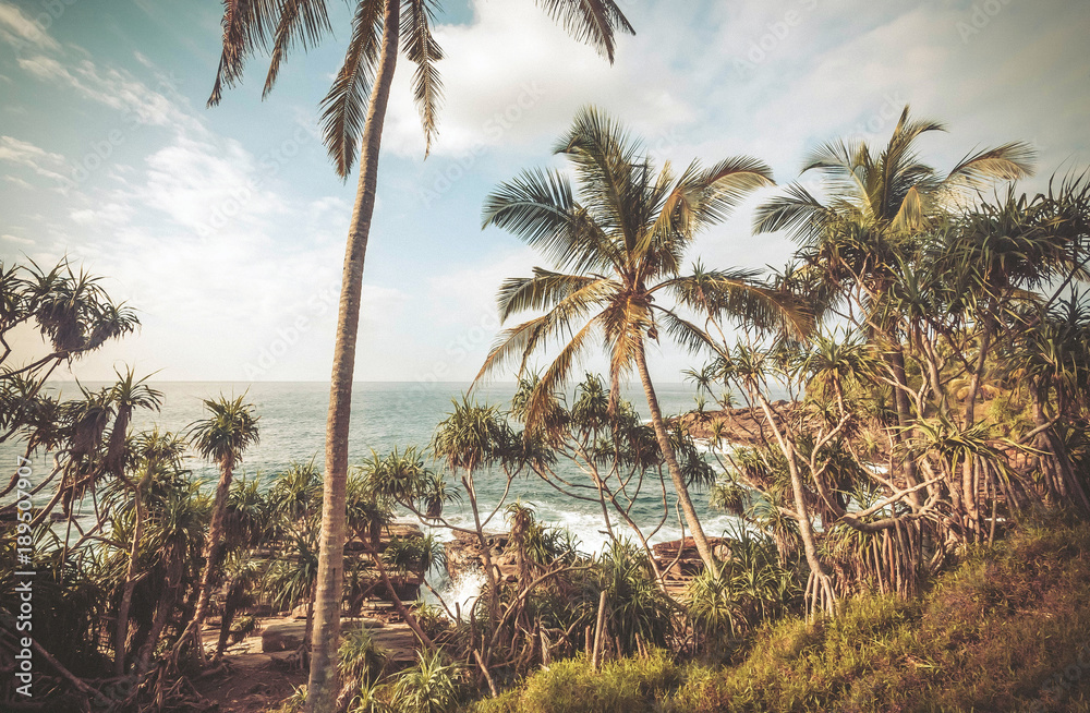 Tall palm trees on beautiful beach with calm waves, aloe vera around. Tropical landscape of South Asia Tall palm trees on beautiful beach with calm waves, aloe vera around. Tropical landscape of South Asia
