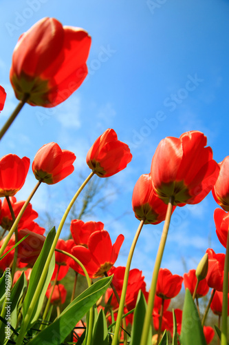 kwitnace-tulipany-na-wiosne