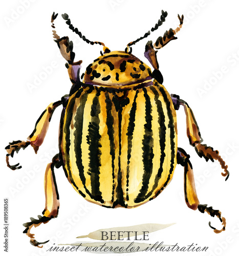 Beetle. Insect watercolor illustration. © Елена Фаенкова