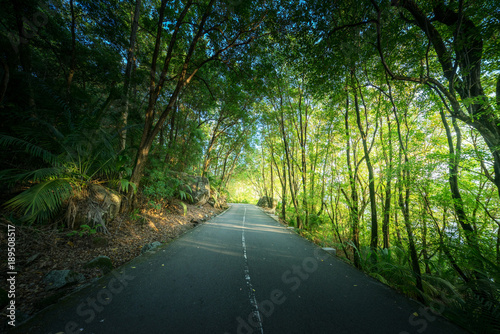 road in jungle of Seychelles