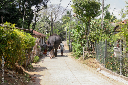 Elephants are walking along the street