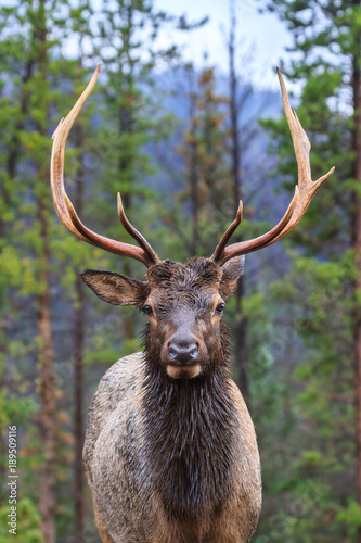 Elk of The Colorado Rocky Mountains - Male in Breeding Season