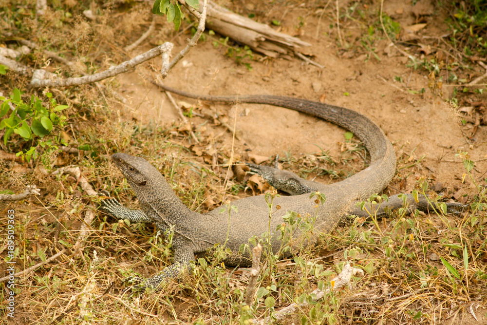 Sri Lanka. Safari in Jalla. Varan (lizard) Sri Lanka. Safari in Jalla. Varan (lizard)