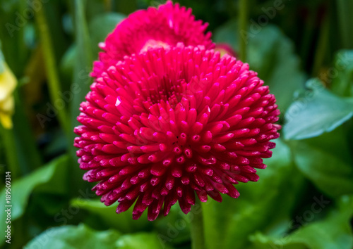 Fototapeta Naklejka Na Ścianę i Meble -  Dahlie - Asteraceae