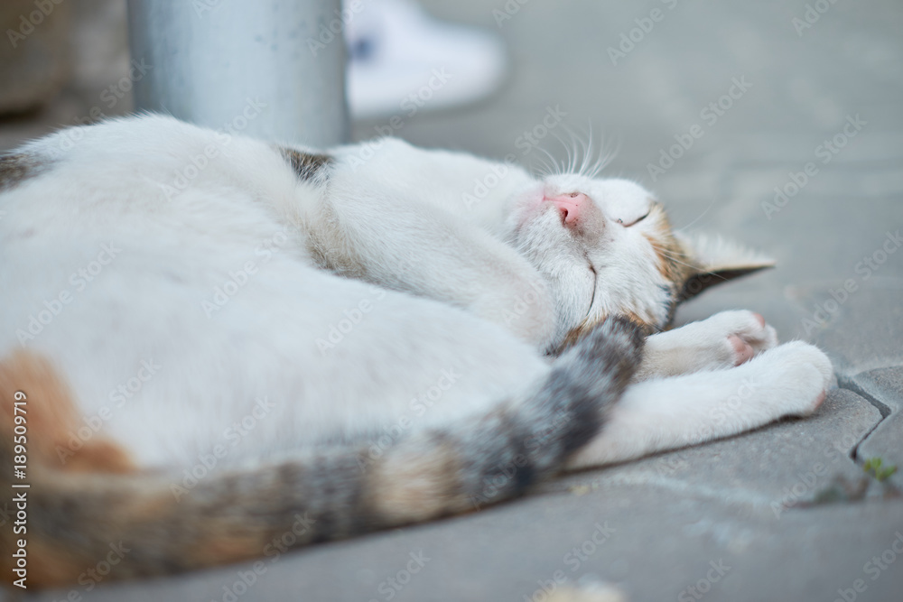 Cat sleeping mattress down happily. Cat sleeping mattress down happily.