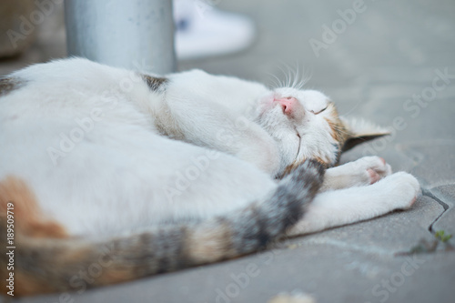 Fototapeta Naklejka Na Ścianę i Meble -  Cat sleeping mattress down happily.