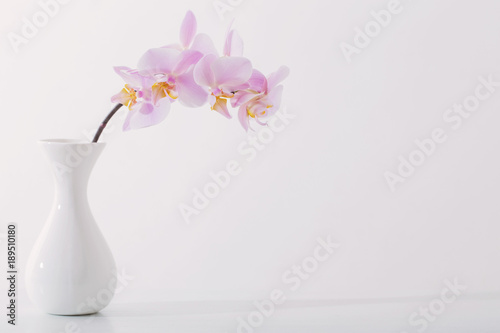 beautiful orchids in white vase on white table