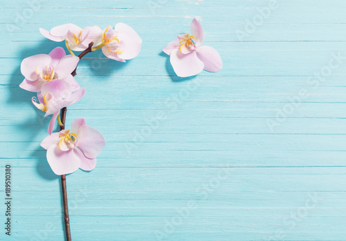 Fototapeta Naklejka Na Ścianę i Meble -  orchid on blue wooden background