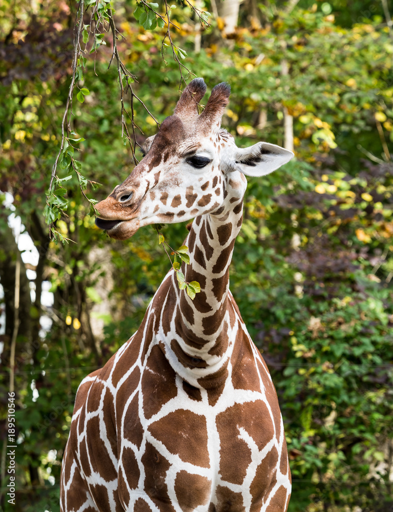 Fototapeta premium Giraffe - Artiodactyla, Giraffa
