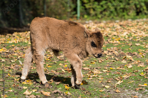 junger Auerochse - Bos primigenius taurus photo