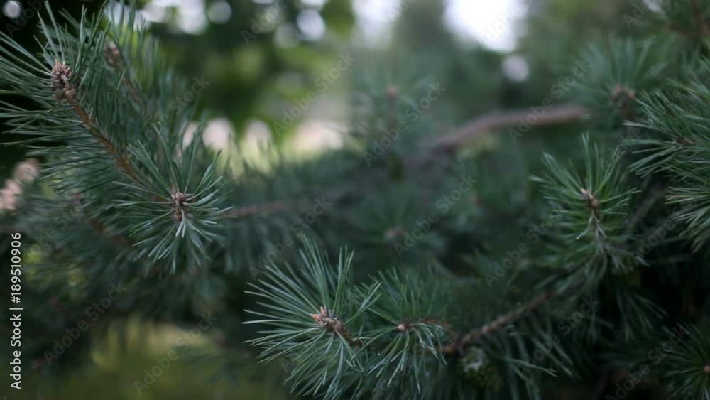Pine branch in the summer on a warm, Sunny day. Pine branch in the summer on a warm, Sunny day.