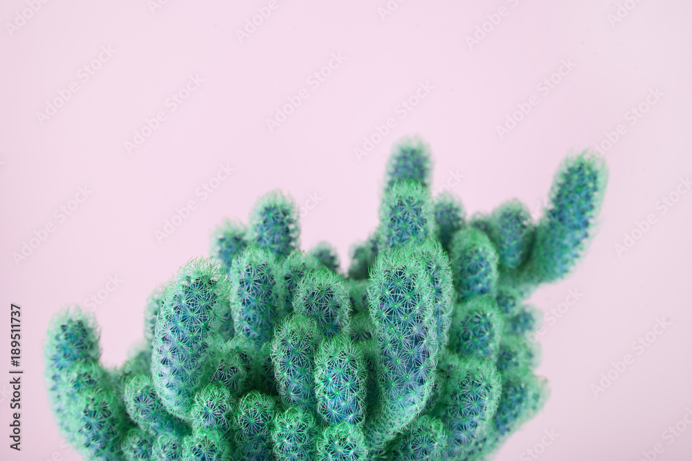 colorful minimal design with cacti, cactus can be used as background colorful minimal design with cacti, cactus can be used as background