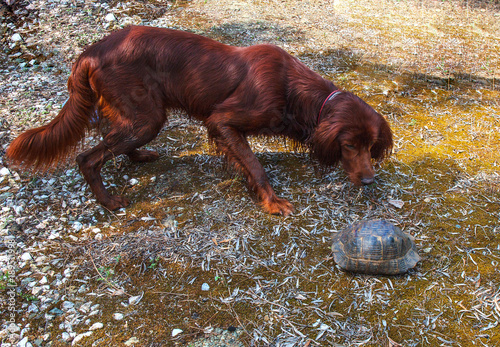 Dog with turtle