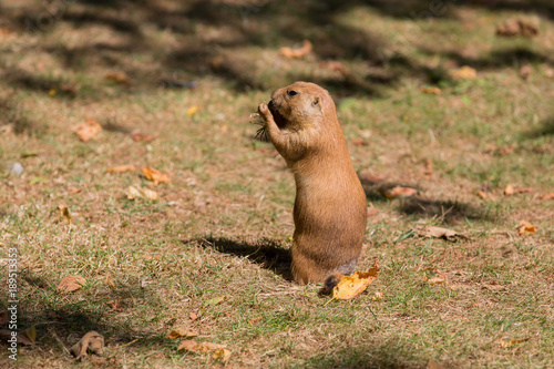 Prairie Dog