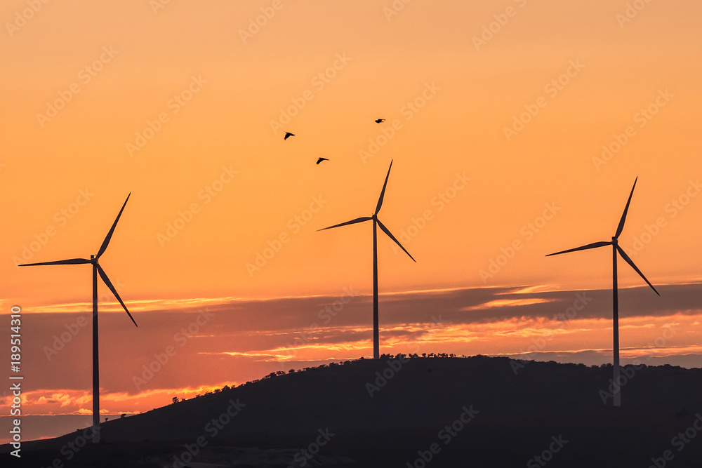 Obraz premium Beautiful landscape with silhouettes of three wind turbines on a hill in the sunset light and birds, Dobrogea, Romania