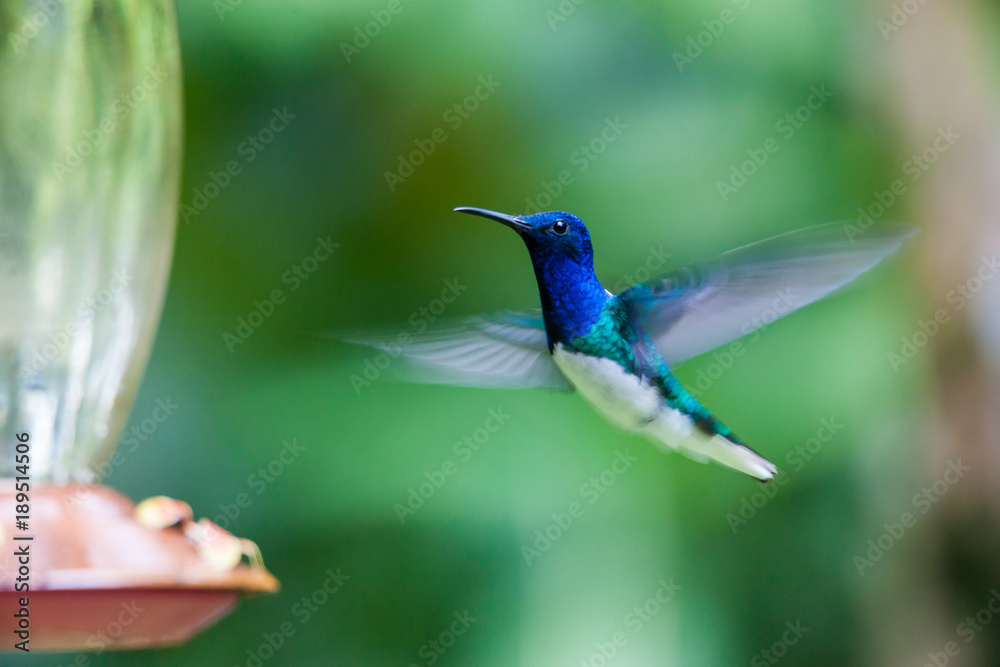 Hummingbird approaches to feed on a drinking fountain Hummingbird approaches to feed on a drinking fountain