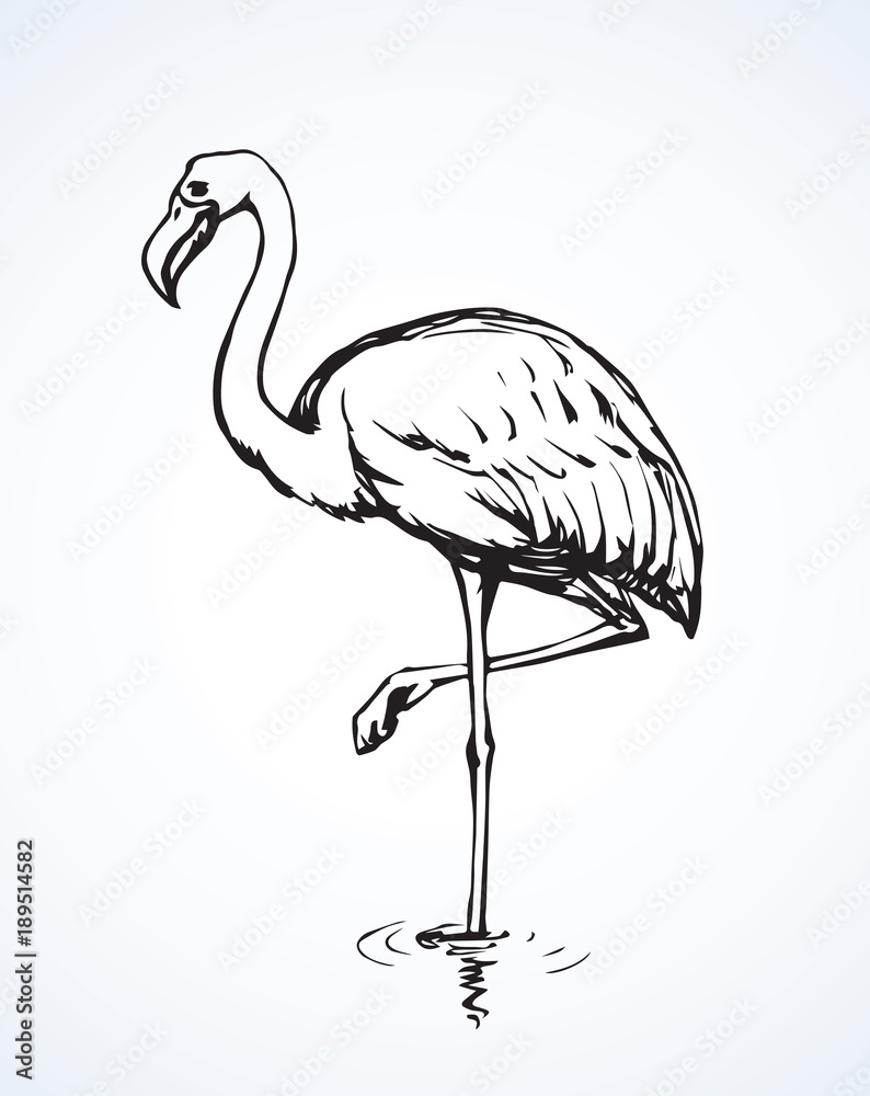 Naklejka premium Flamingo. Vector drawing
