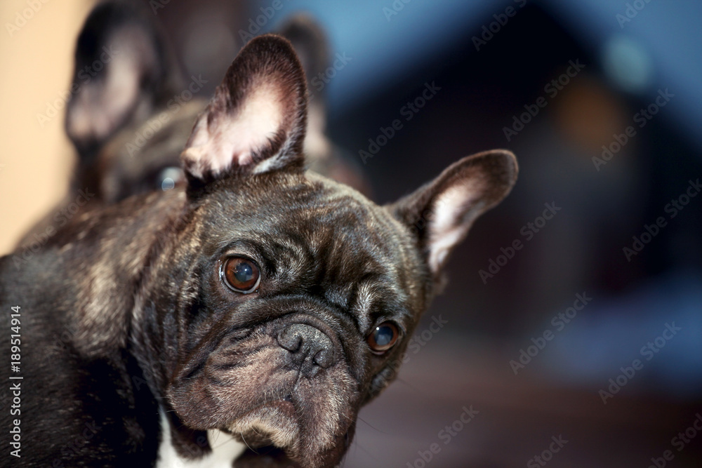 Black French Bulldog Home 