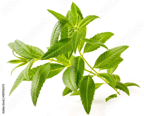 fresh lemon verbena isolated on white background photo