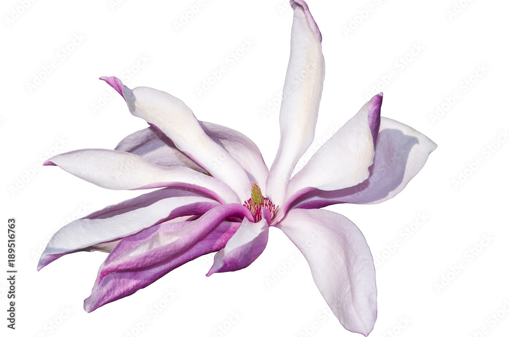 Naklejka premium in full bloom a white-purple magnolia flower close-up full frame in the rays of the spring sun on a white background