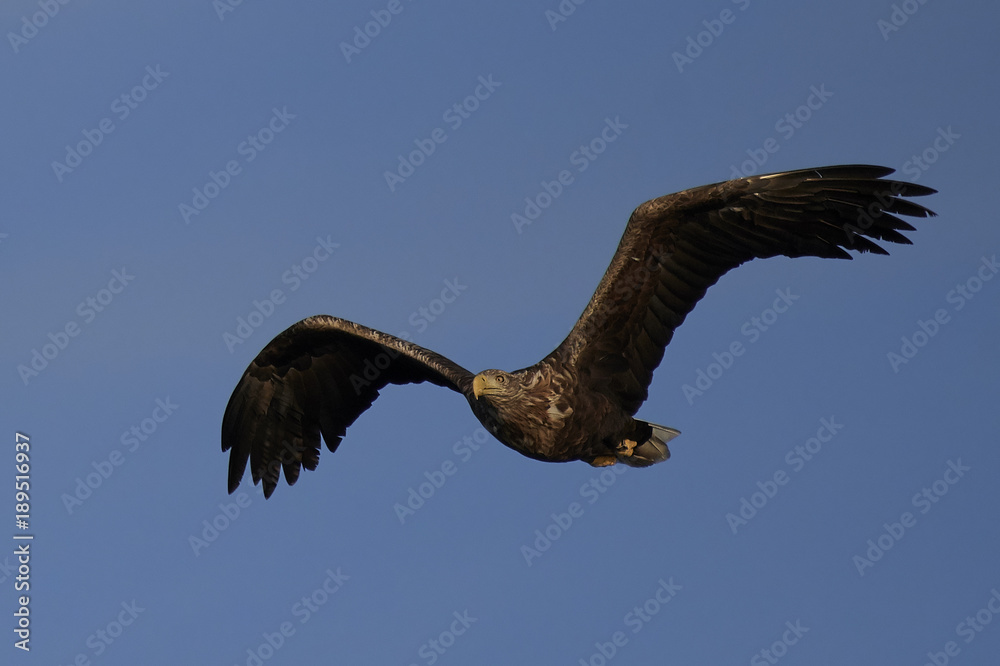 Obraz premium White-tailed eagle (Haliaeetus albicilla)