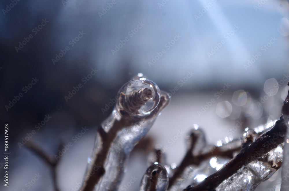 Branches Frozen Branches Frozen